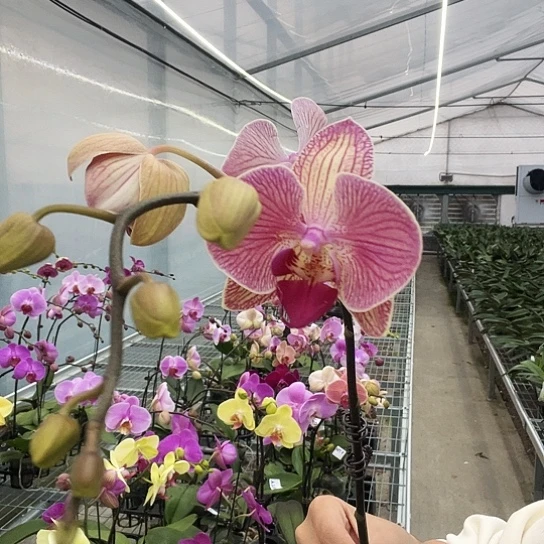 完全开放Y796复古橙轻微花损