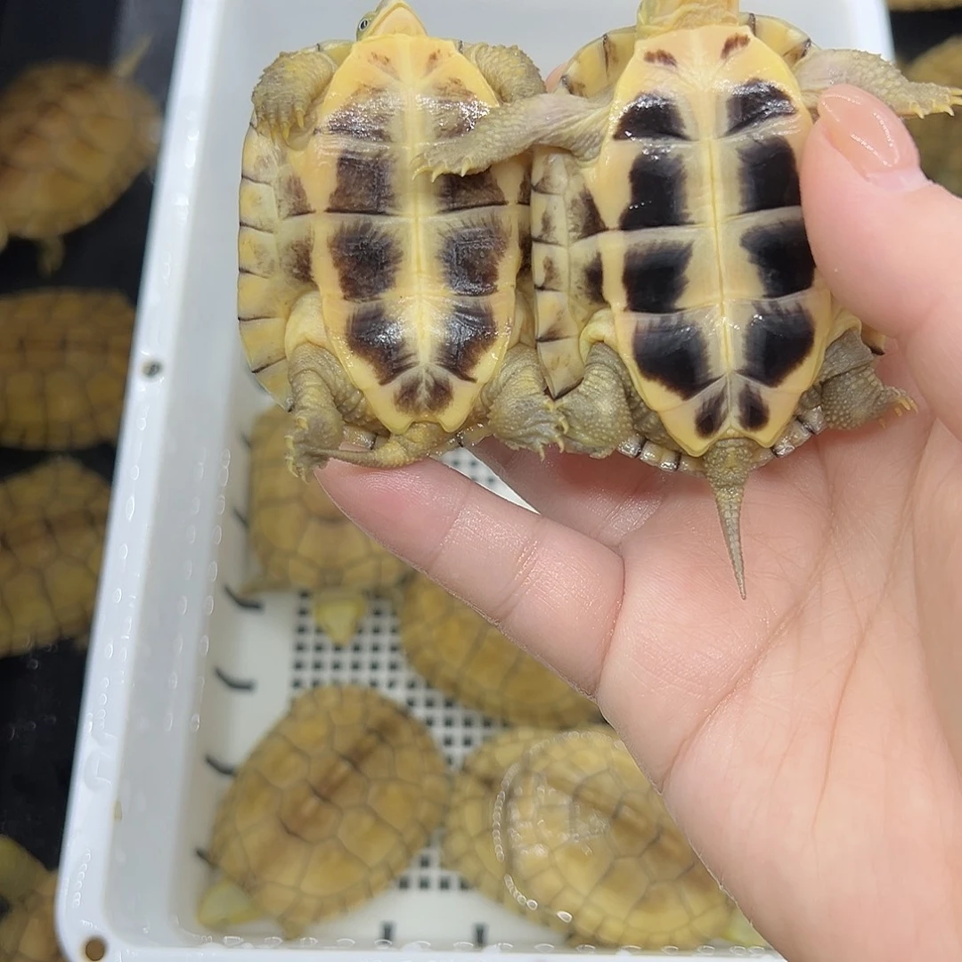 海***娃宠物龟不分公母小青