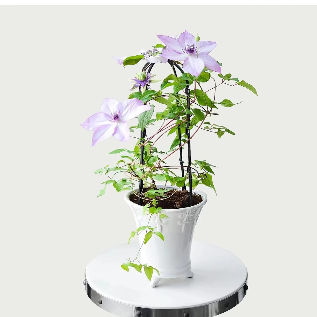 铁线莲p9小苗（梅德维尔）庭院鲜花攀爬植物
