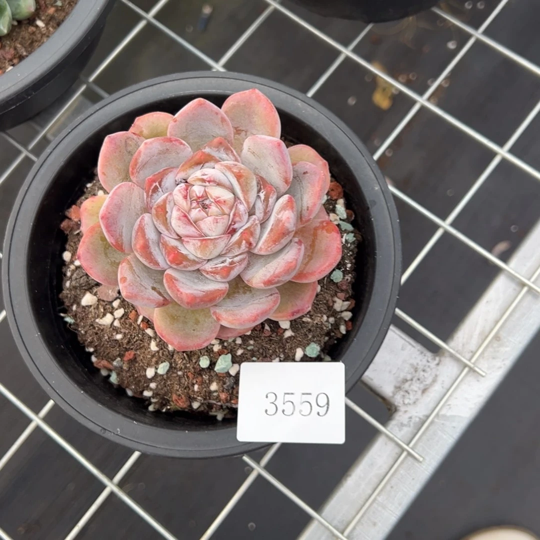 藍****m3559肉肉肉肉肉肉肉