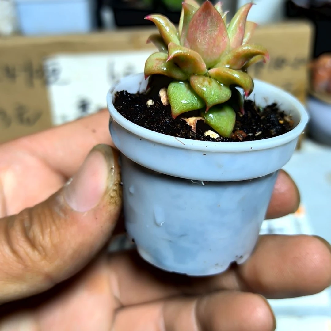 满6元包邮，饺子皮杂交绝绝子