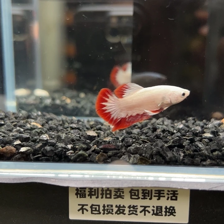 斗鱼竞拍跑单拉黑23日125