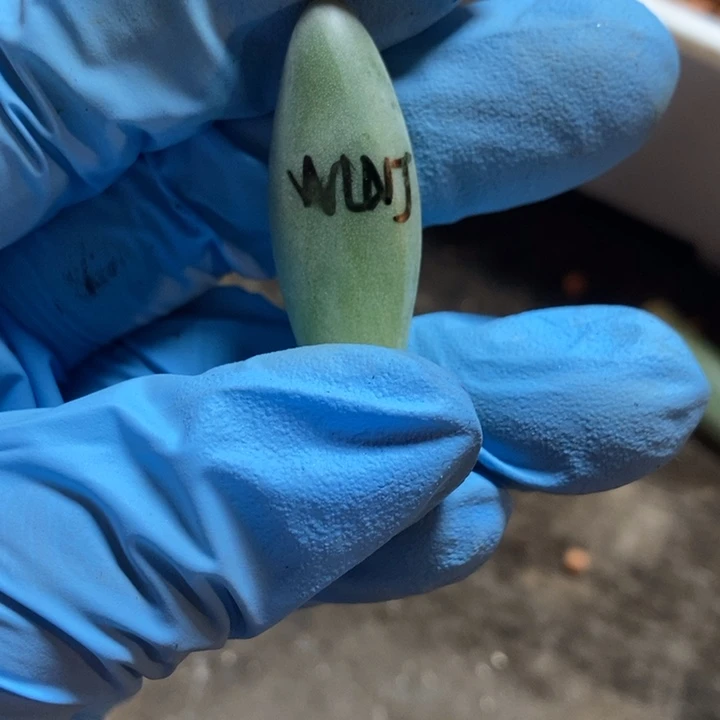 北***花乌拉奶锦基因多肉