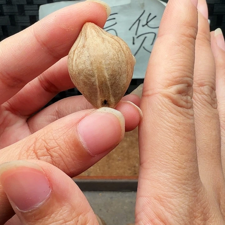 宋***子手串/手链橄榄核橄榄