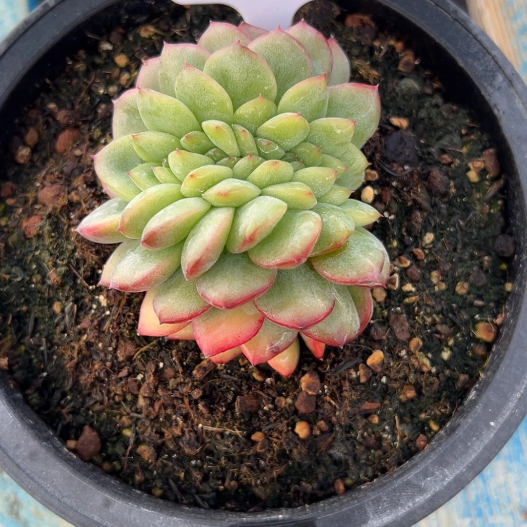 云***1216号绿橙缀多肉植物15