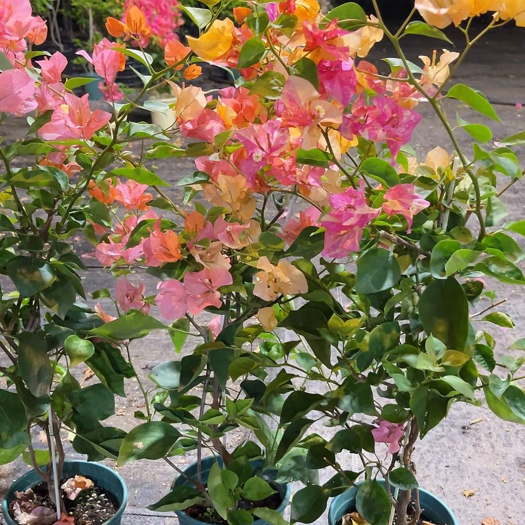 大部分花苞少量开放阿达娜带竹一颗