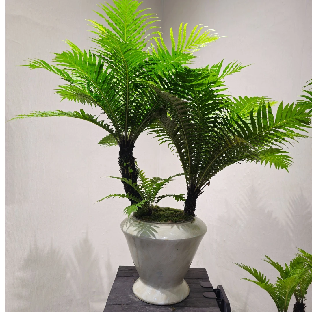 精品富贵蕨盆景老桩富贵蕨室内好养盆栽