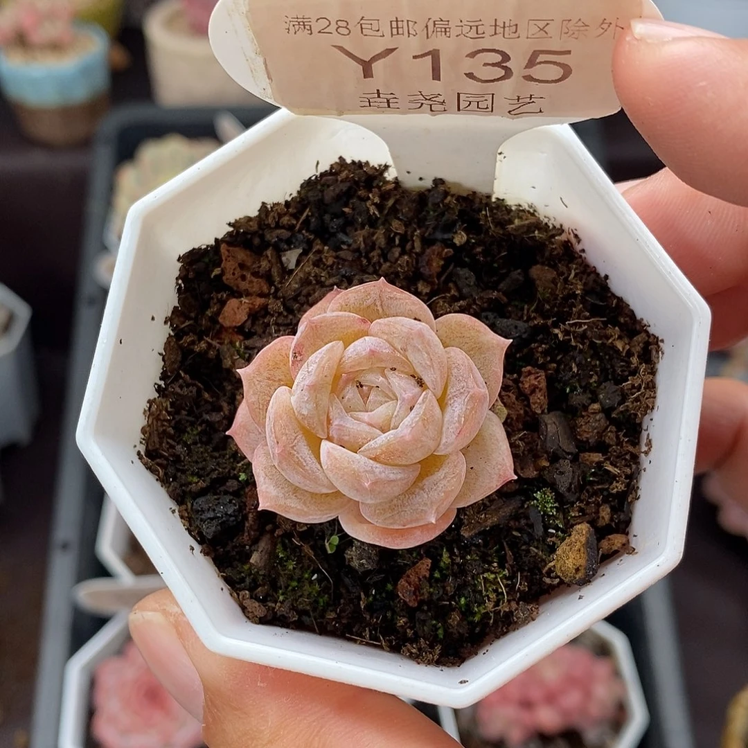 0135 冰贵妃 3cm