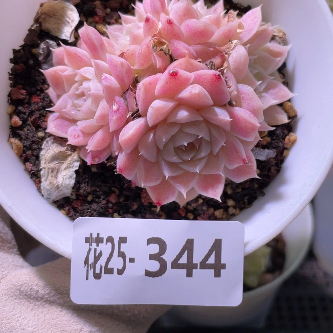 花利美25-344女王玫瑰