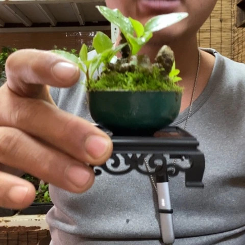 红陶一物一拍所见即所得28