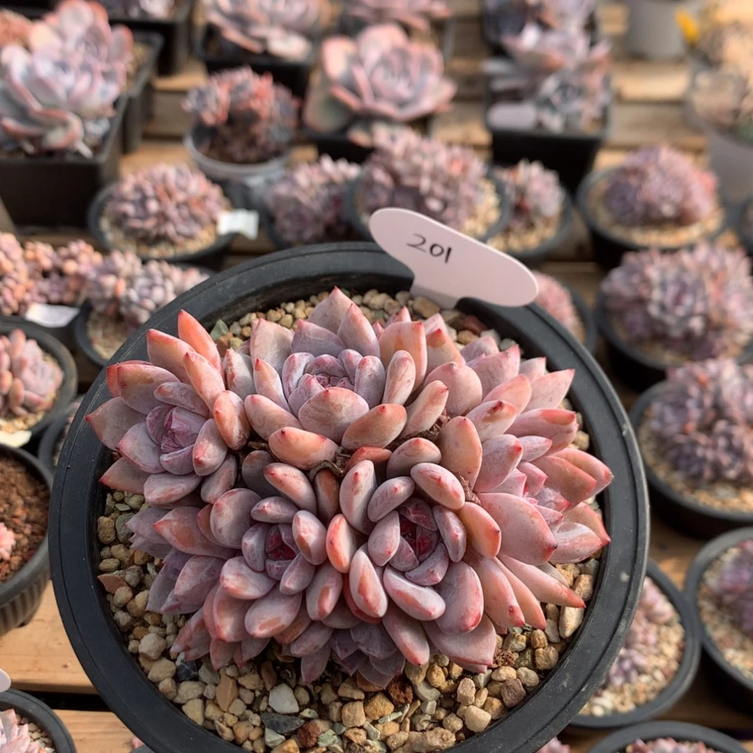 13厘米有砍 10头红宝石溏心石榴籽 201