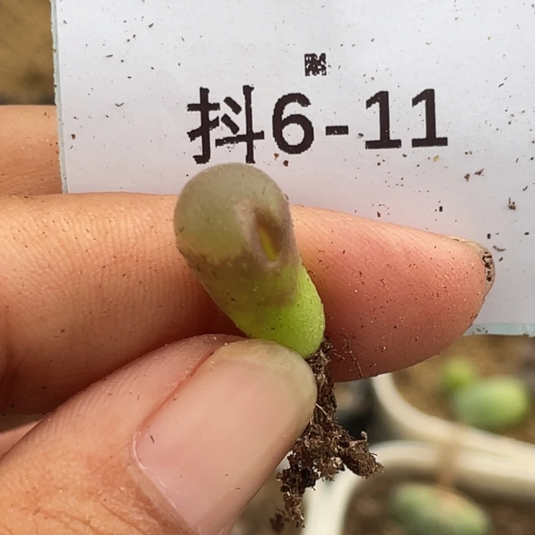 6-11风铃多肉植物