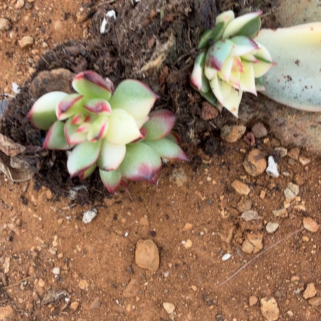 洋***儿盲盒多肉锦植物植物