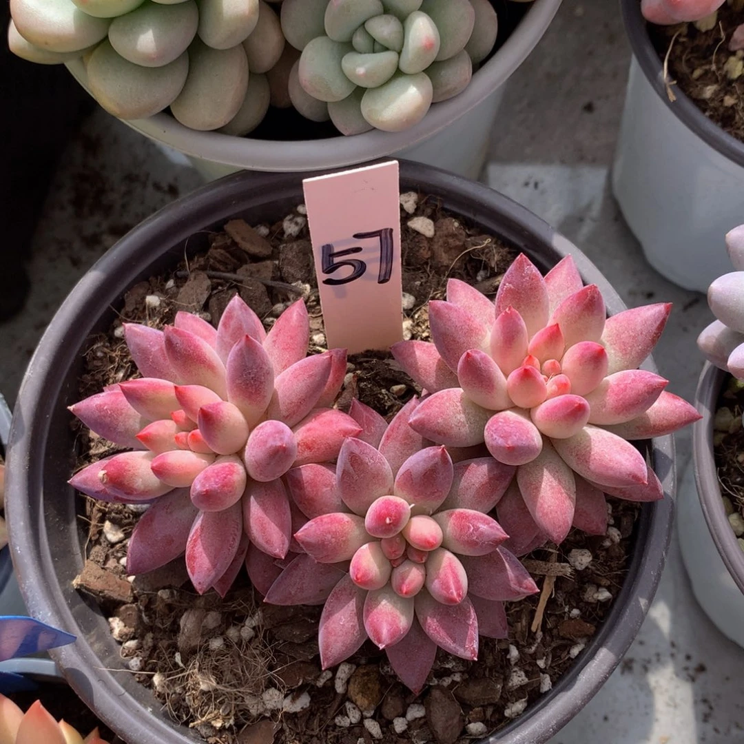 呀木诶人72626226262722