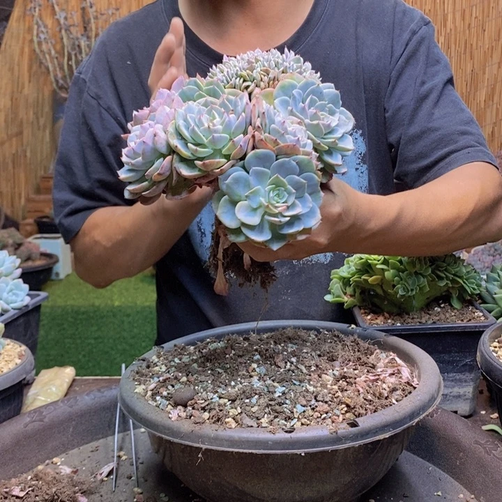 @***姐603号海棠花多肉植物