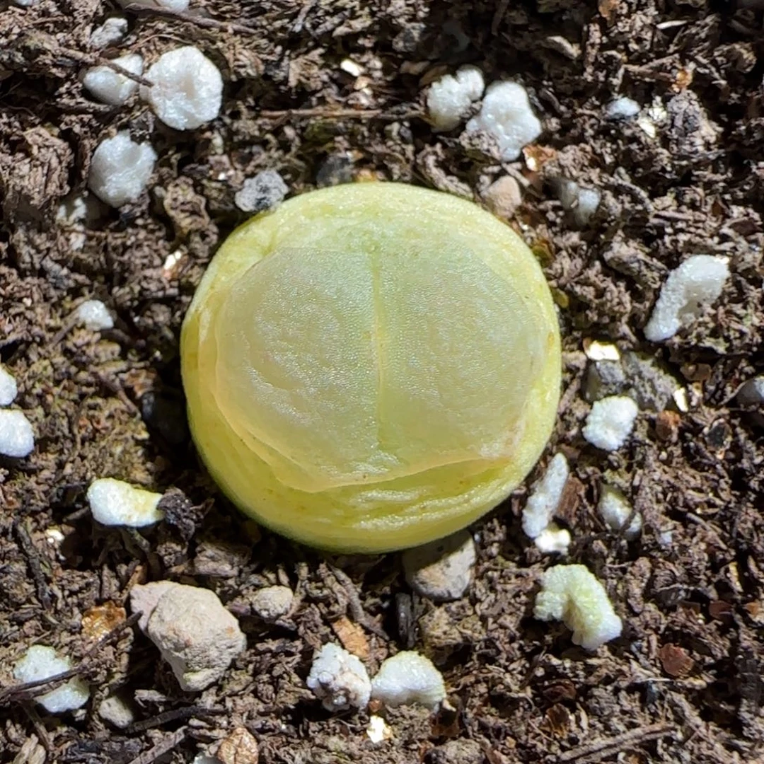 肉锥多肉植物组合-sh1200拉登1509