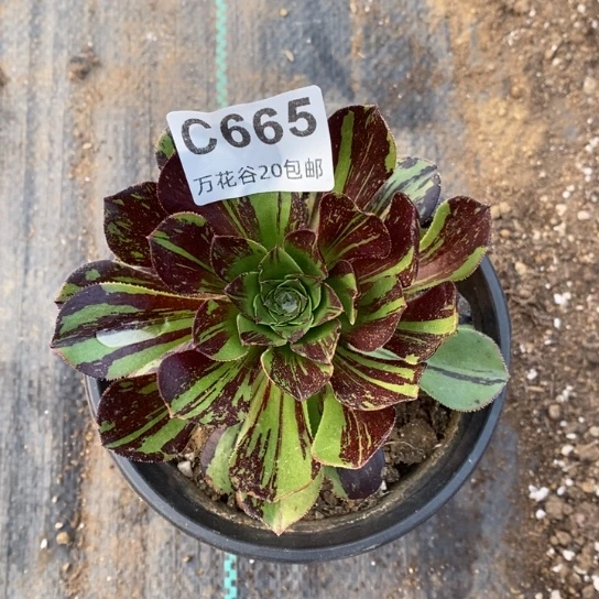 665圆叶花脸多肉植物