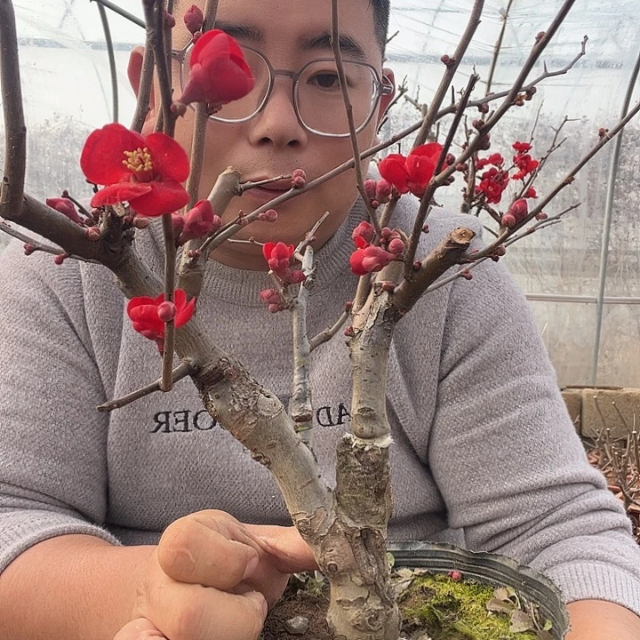 大量花朵（建议范围：8朵-15朵 或40%以上）