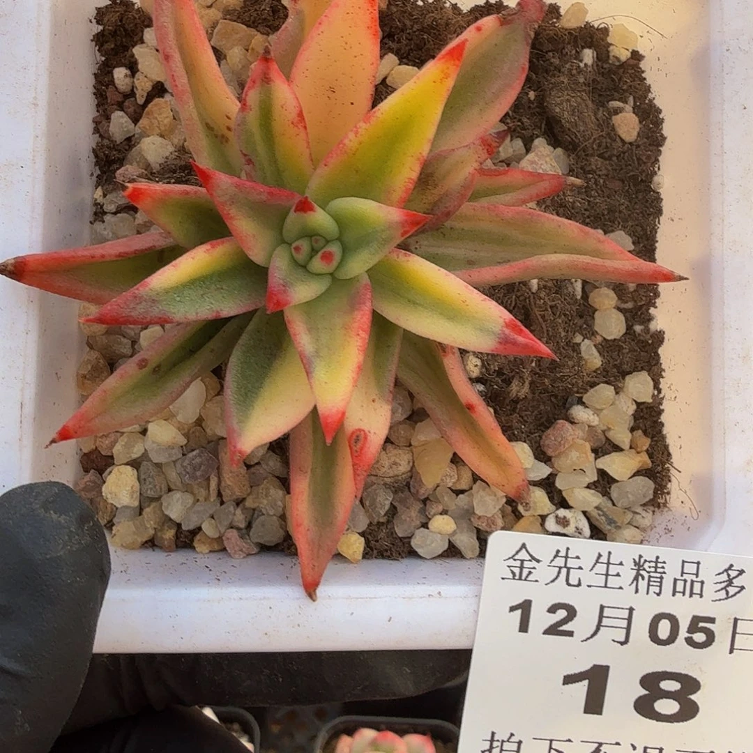 1205-18口红杂锦单头