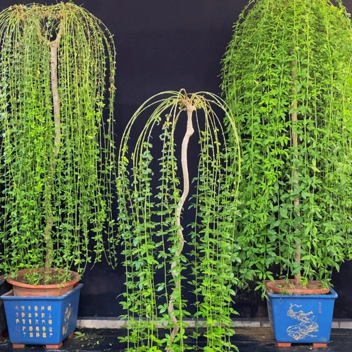 迎春花，一物一拍，