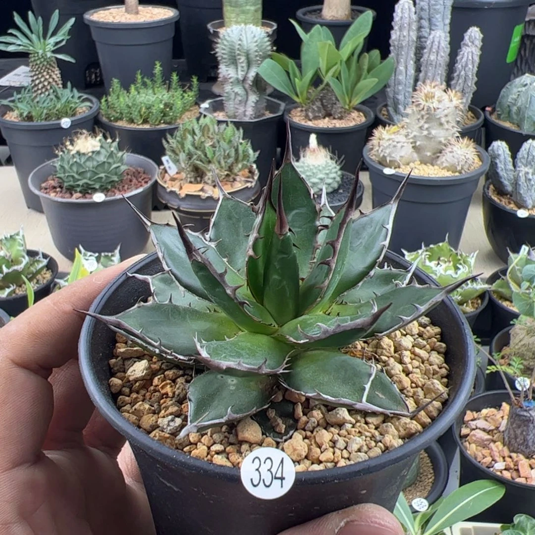 姬霍利达龙舌兰8一物一拍