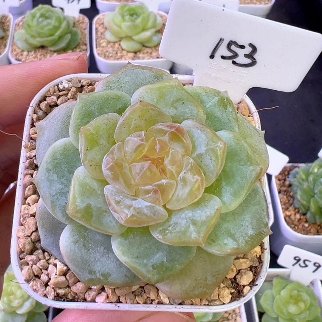 153号油亮黄心有晒斑