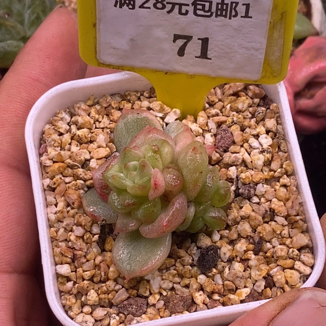 171粉钻变异石化拉丝……