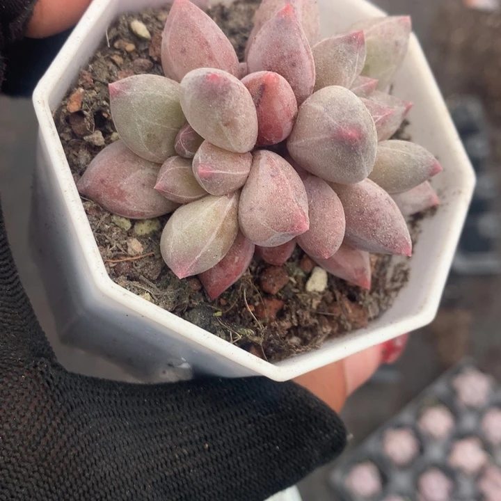 和田玉双（不满9.99发空盆冷地区不拍保温扣3.9多肉）