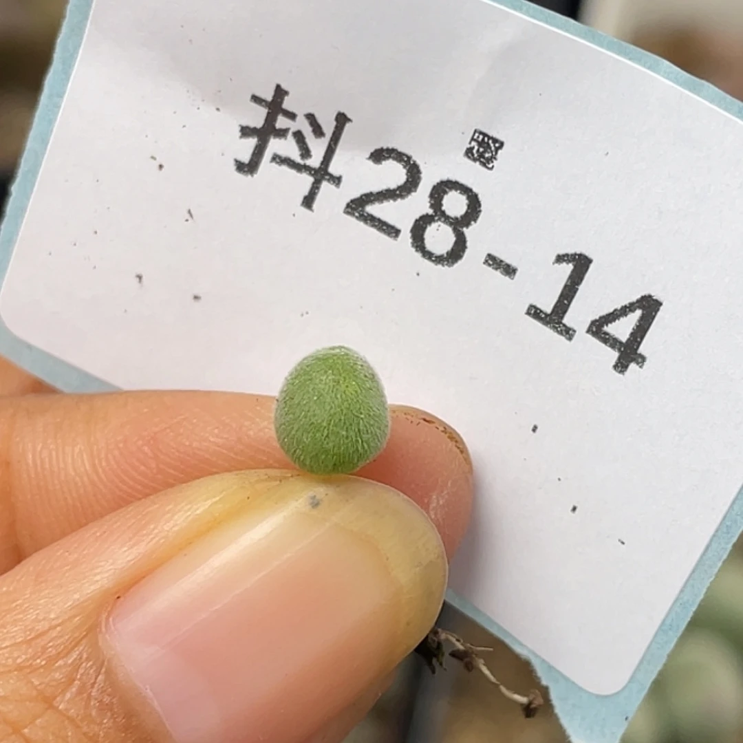 逗***逗28-14肉锥多肉植物