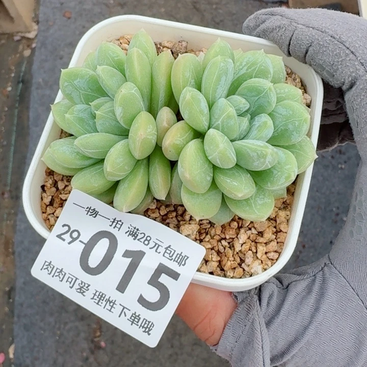 百达翡翠多肉多肉多肉植物多肉