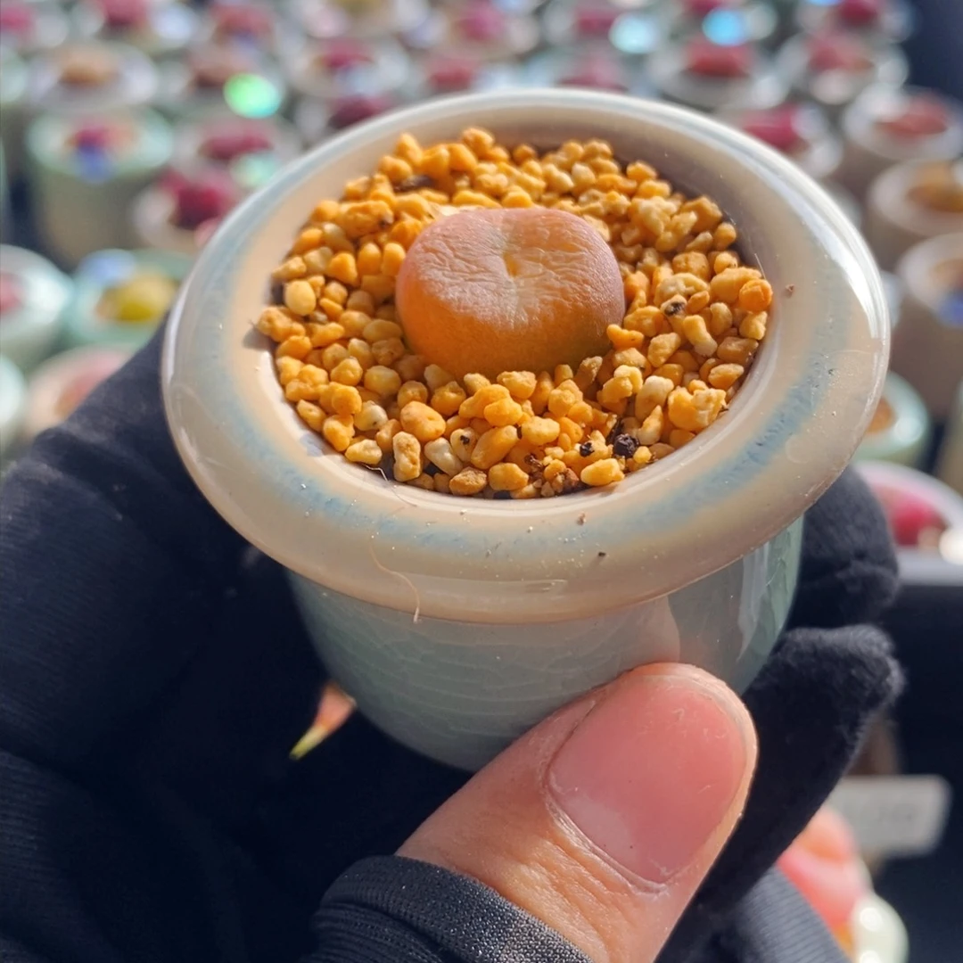 6111--一物一拍 带盆 1801.1柿饼