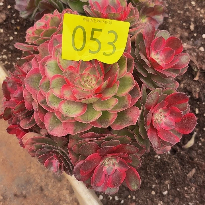多肉植物福利053个