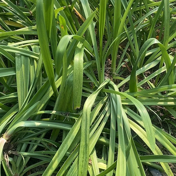 条纹戴斯6-7朱顶红
