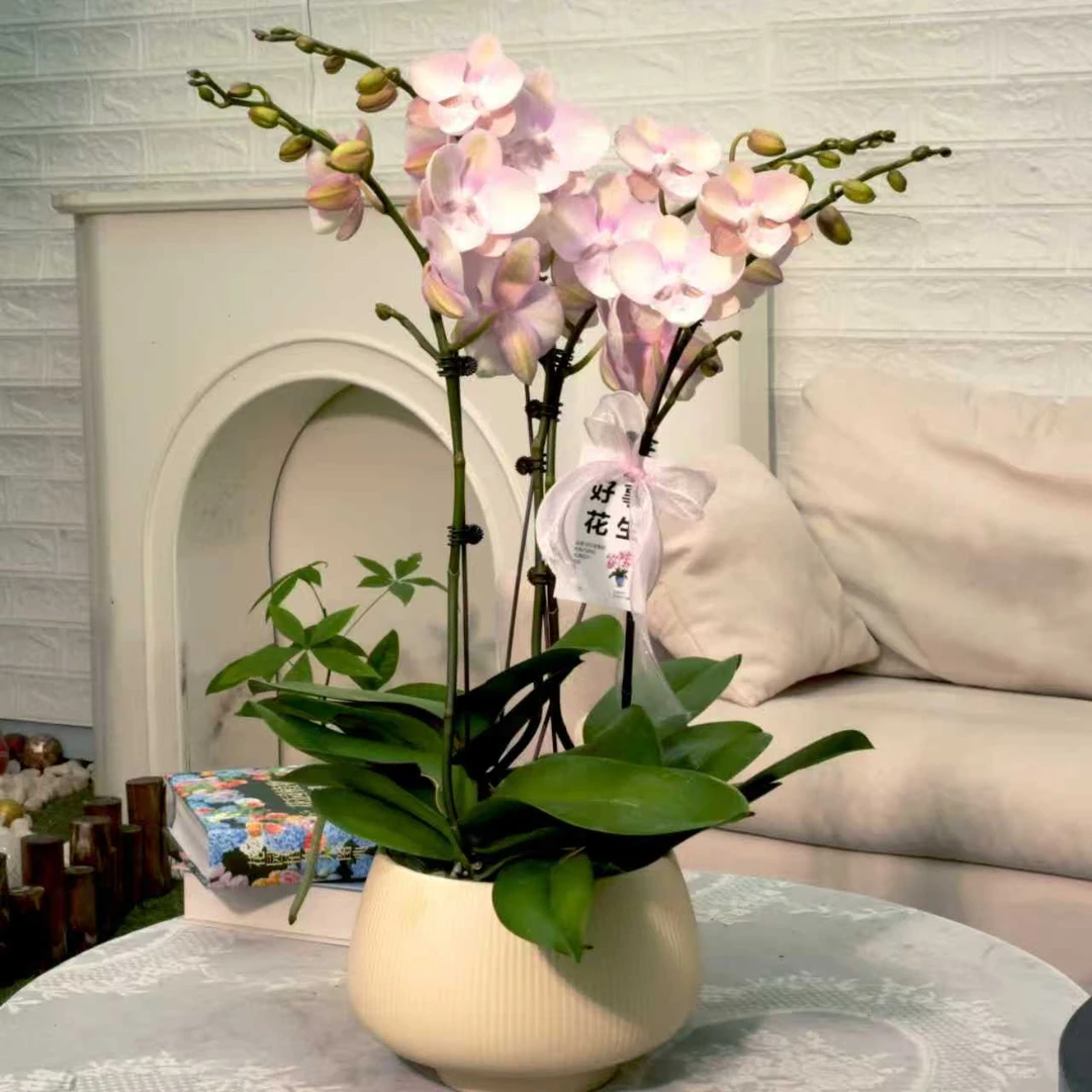 【威尼斯】蝴蝶兰带盆栽好发货室内阳台办公室观花植物花卉包邮