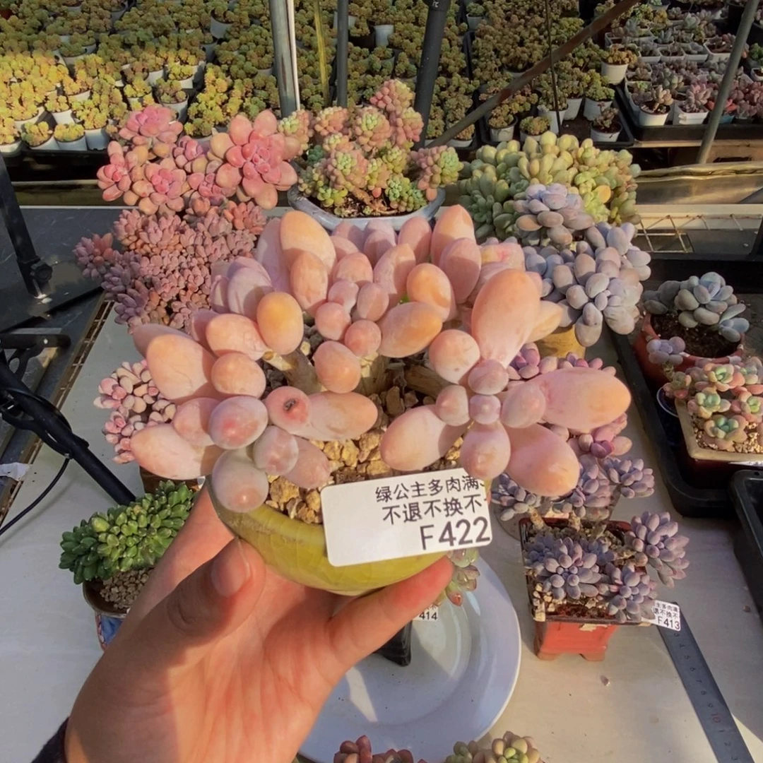 422香水手指奶朵朵缀8cm
