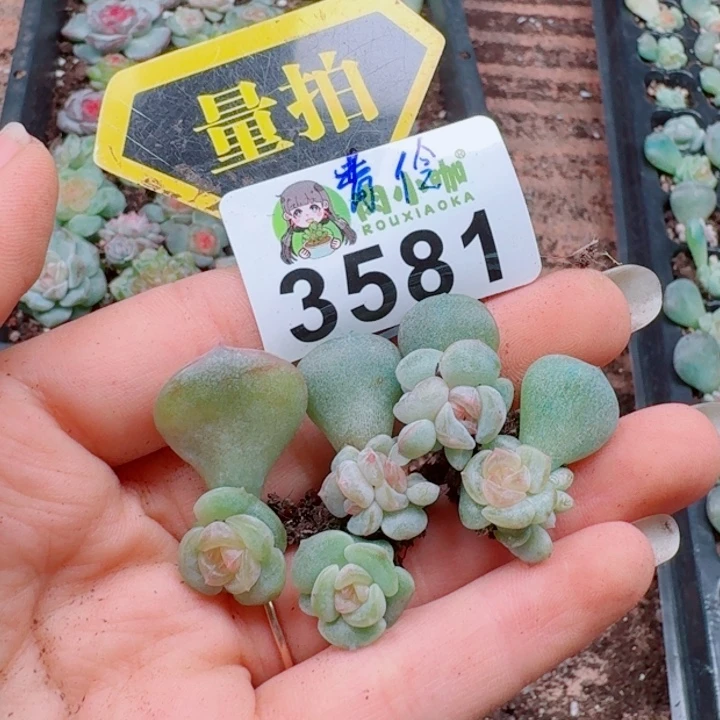 多肉植物多肉植物