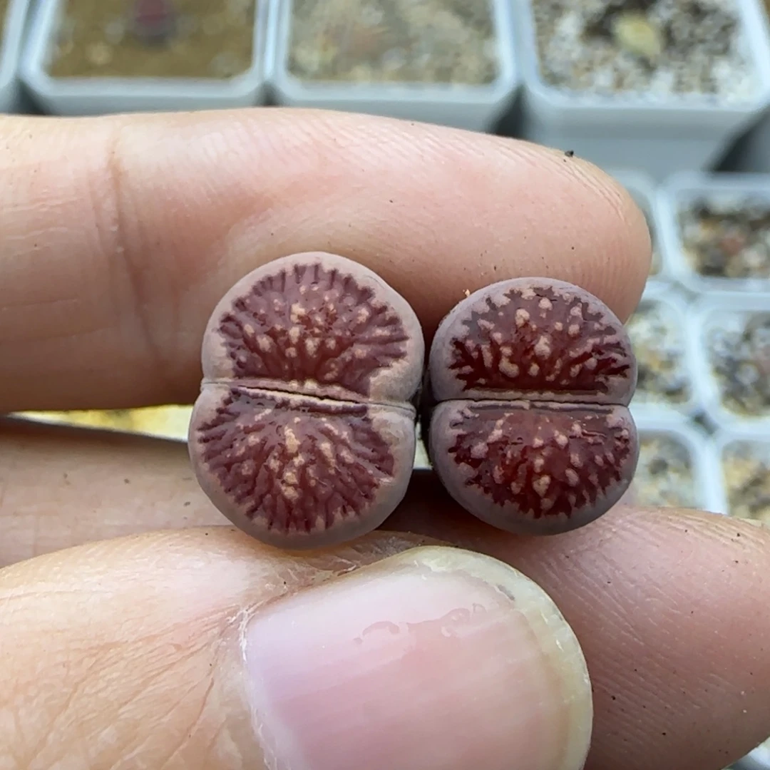 670紫菊二蜕清框福利30包邮