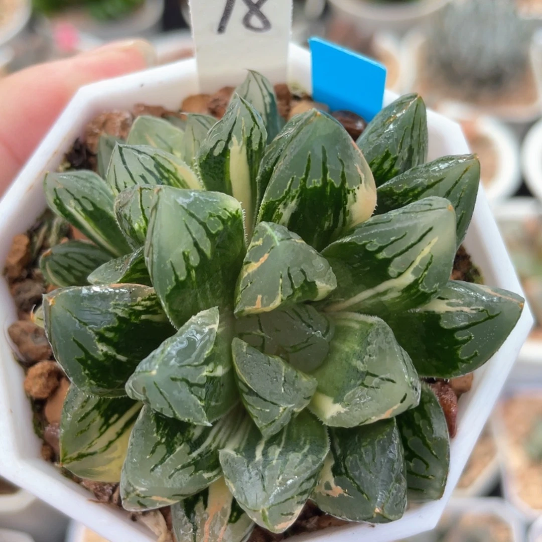 78花水晶锦群。