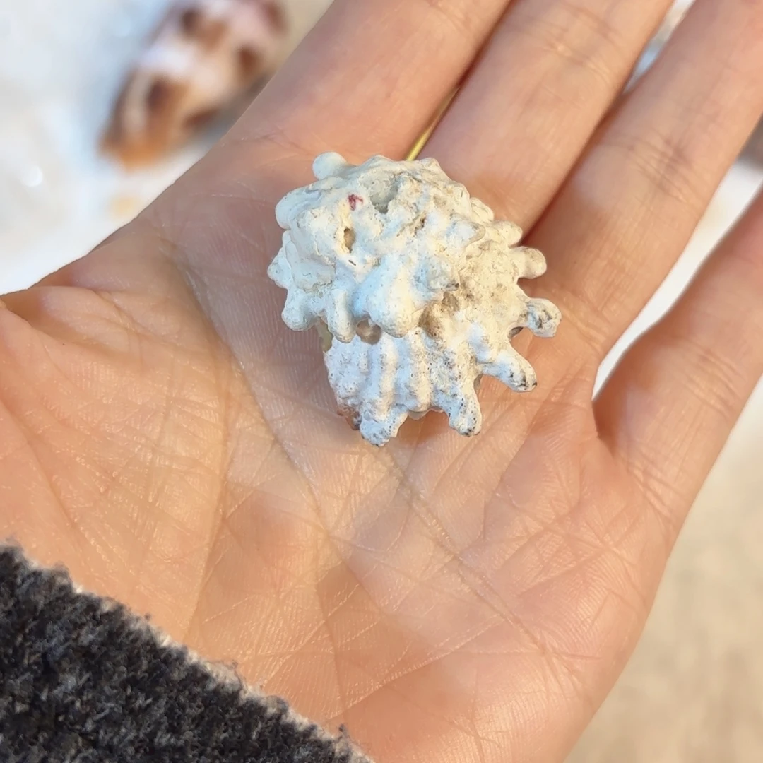 怜***怜天然海螺贝壳标本福利