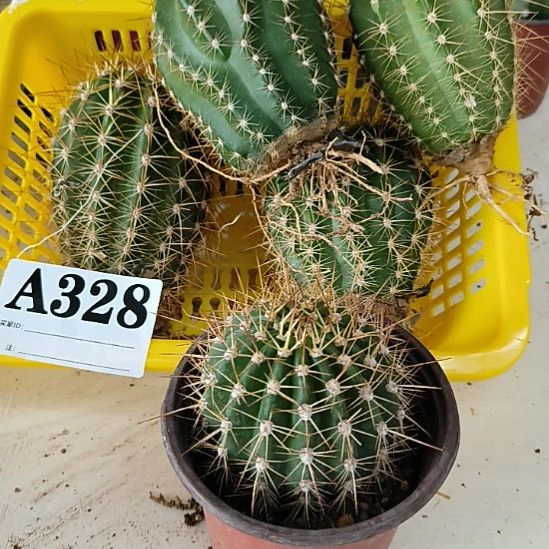 当前无花栽培后可以开花328