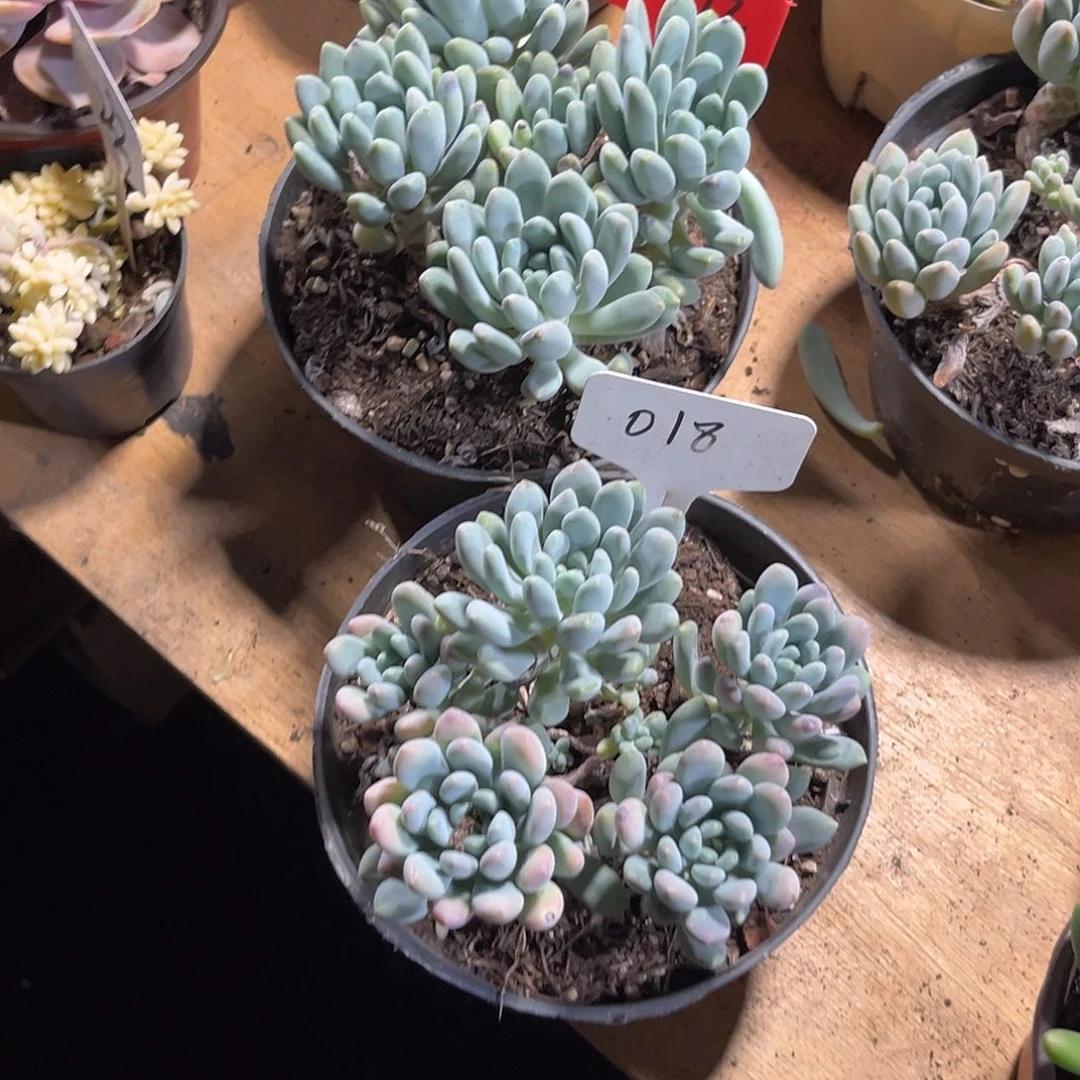 .***驴0000000000000000002072