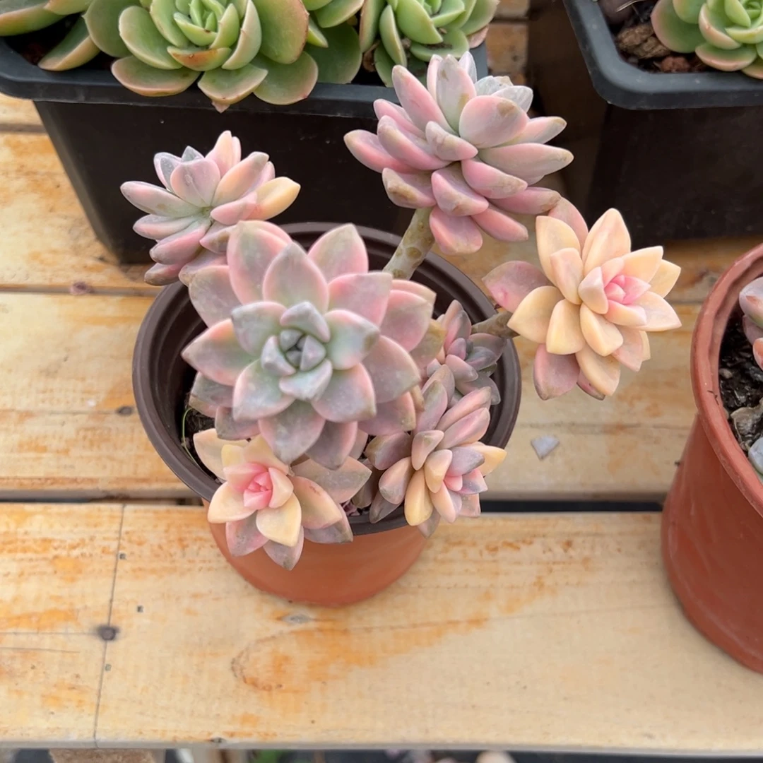 多肉淡雪锦【非偏远地区满18包邮】