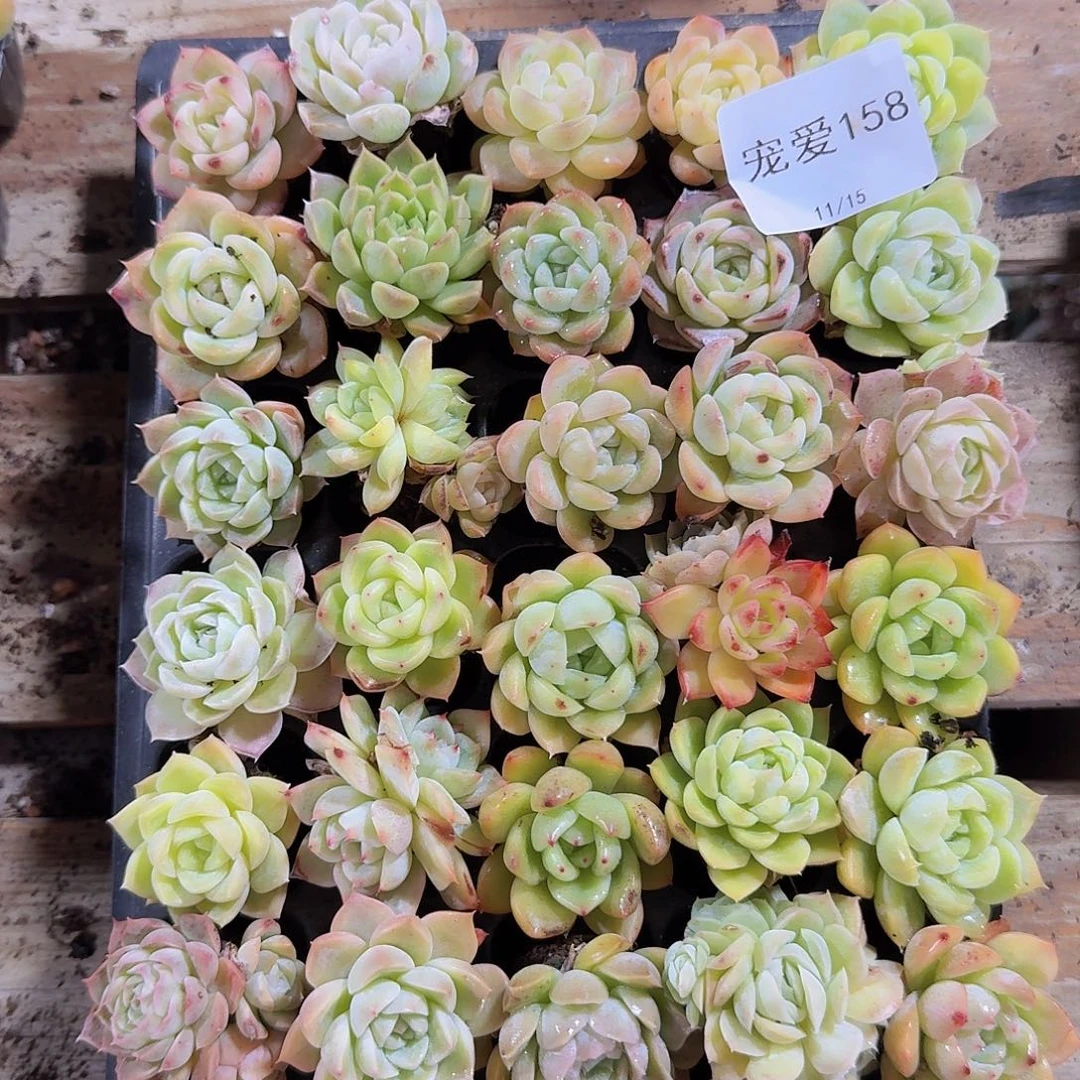 直播福利一物一拍158