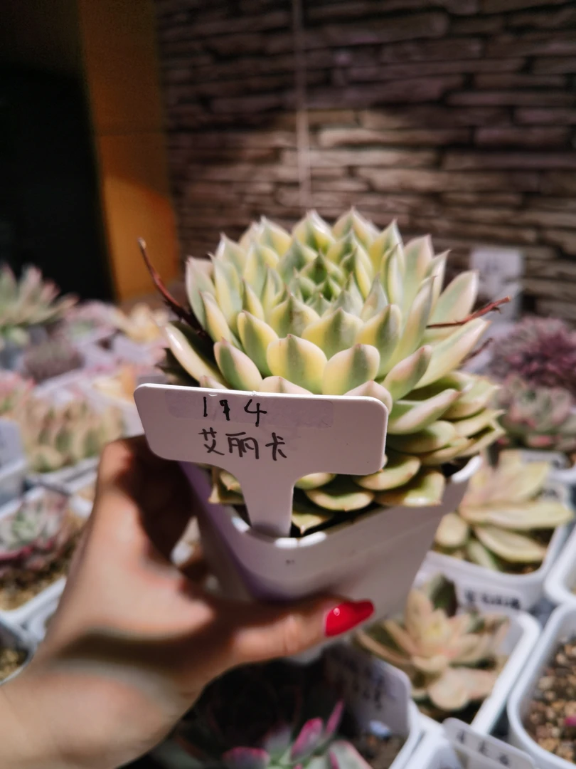 艾丽卡锦一物一拍