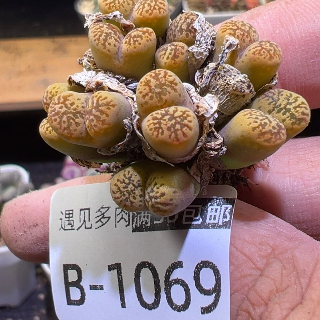 多肉植物1111111111111