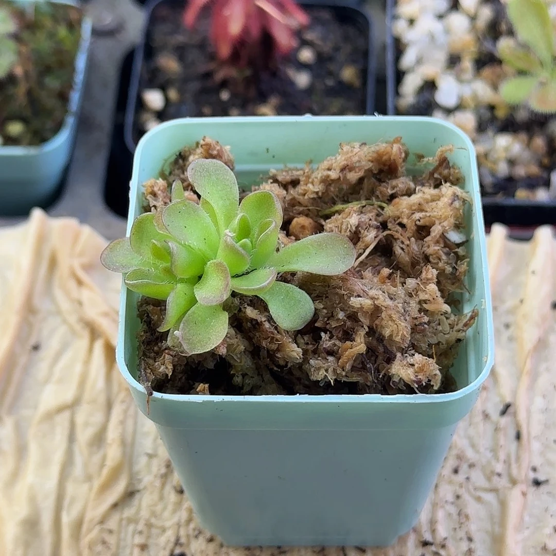 无花朵近藤捕虫堇