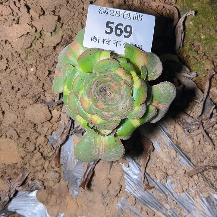 陈***帮569暴君多肉植物保护