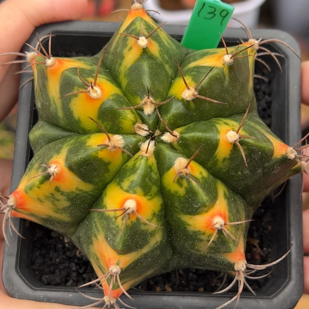 泰系实生虎斑米哈锦139