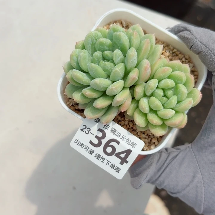 百达翡翠多肉无盆土发货无