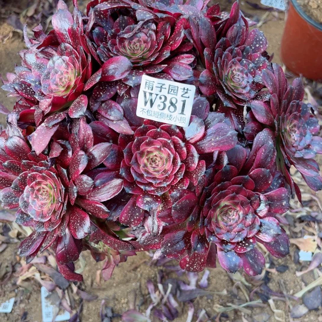 381美姬尺寸25左右当年桩